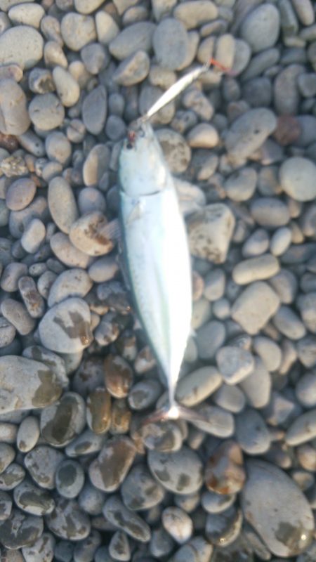 ソーダガツオゲット